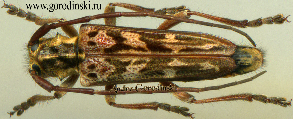 http://www.gorodinski.ru/cerambyx/Dystomorphus piceae.jpg